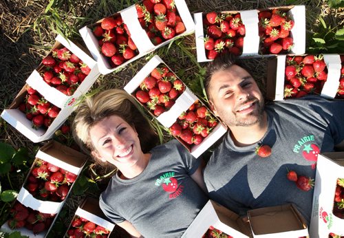 JOE BRYKSA / WINNIPEG FREE PRESS Matthiew Turenne , with his wife Jennifer Philippe, they own Prairie Berry in Glenlea, Manitoba-June 28, 2016  -(See story)