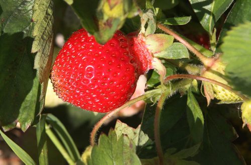 JOE BRYKSA / WINNIPEG FREE PRESS Fresh strawberries at  Prairie Berry in Glenlea, Manitoba-June 28, 2016  -(See story)