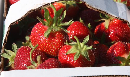 JOE BRYKSA / WINNIPEG FREE PRESS Fresh strawberries at  Prairie Berry in Glenlea, Manitoba-June 28, 2016  -(See story)