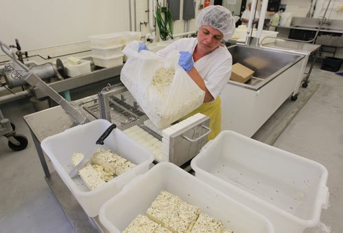 BORIS MINKEVICH / WINNIPEG FREE PRESS LOCAL CHEESE MAKER - Galina Beilis (AKA The Dairy Fairy) is producing locally-sourced, fresh cheese. She is working out of the University of Manitoba Dairy Sciences Building in one of the production rooms. Various shots of the cheese production and facilities. Here she loads the cheese slabs into the cheese  cutter. For FOOD FRONT.  June 29, 2016.
