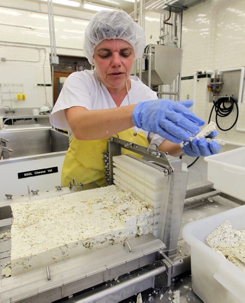 BORIS MINKEVICH / WINNIPEG FREE PRESS LOCAL CHEESE MAKER - Galina Beilis (AKA The Dairy Fairy) is producing locally-sourced, fresh cheese. She is working out of the University of Manitoba Dairy Sciences Building in one of the production rooms. Various shots of the cheese production and facilities. Cheese cutter. For FOOD FRONT.  June 29, 2016.