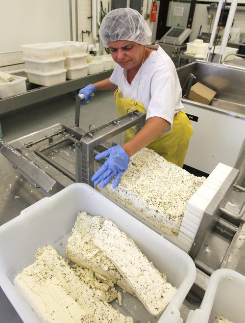 BORIS MINKEVICH / WINNIPEG FREE PRESS LOCAL CHEESE MAKER - Galina Beilis (AKA The Dairy Fairy) is producing locally-sourced, fresh cheese. She is working out of the University of Manitoba Dairy Sciences Building in one of the production rooms. Various shots of the cheese production and facilities. Here the cheese gets prepared to be cut. For FOOD FRONT.  June 29, 2016.