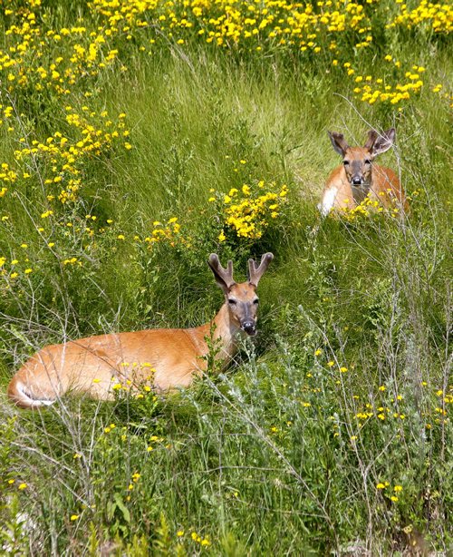 BORIS MINKEVICH / WINNIPEG FREE PRESS A pair of bucks bedded down near Fort Whyte Alive. The two usually bed down during the day and sleep or in this case munch on some fresh flowers. Both are in felt meaning their racks are in full growth mode and have a felt like texture on them. June 30, 2016