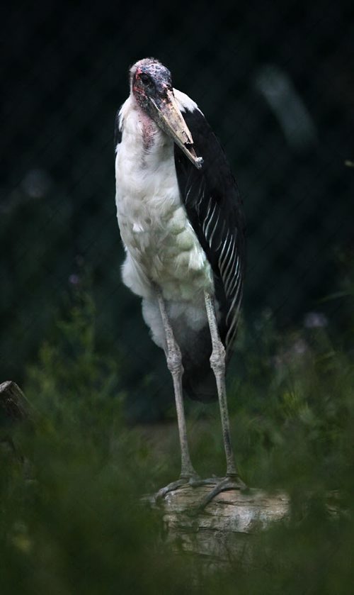 PHIL HOSSACK / WINNIPEG FREE PRESS - Whatcha in for buddy.....A marabou stork with a damaged bill, peers out of the back end of its enclosure at Assinaboime Park Zoo Thursday evening. The stork, sometimes called a maribou vulture, is a large wading bird in the stork family that breeds in Africa south of the Sahara, in both wet and arid habitats, often near human habitation, especially landfill sites. It is sometimes called the "undertaker bird" due to its shape from behind: cloak-like wings and back, skinny white legs, and sometimes a large white mass of "hair". Unmistakable due to its size, (it reaches 5 feet high with recorded wingspans up to 12 feet) bare head and neck, black back, and white underparts. It has a huge bill, a pink gular sac at its throat, a neck ruff, and black legs and wings. July 7, 2016 https://en.wikipedia.org/wiki/Marabou_stork