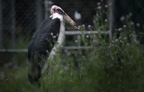 PHIL HOSSACK / WINNIPEG FREE PRESS - Whatcha in for buddy.....A marabou stork with a damaged bill, peers out of the back end of its enclosure at Assinaboime Park Zoo Thursday evening. The stork, sometimes called a maribou vulture, is a large wading bird in the stork family that breeds in Africa south of the Sahara, in both wet and arid habitats, often near human habitation, especially landfill sites. It is sometimes called the "undertaker bird" due to its shape from behind: cloak-like wings and back, skinny white legs, and sometimes a large white mass of "hair". Unmistakable due to its size, (it reaches 5 feet high with recorded wingspans up to 12 feet) bare head and neck, black back, and white underparts. It has a huge bill, a pink gular sac at its throat, a neck ruff, and black legs and wings. July 7, 2016 https://en.wikipedia.org/wiki/Marabou_stork