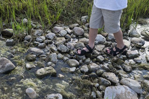 ZACHARY PRONG / WINNIPEG FREE PRESS  A boy plays in a small stream at Folkfest on July 8, 2016.