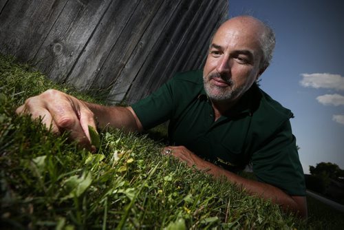 JOHN WOODS / WINNIPEG FREE PRESS David Hinton, co-owner Weed Man Winnipeg, inspects some weeds in a neighbour's yard Monday, July 18, 2016. The recently elected Manitoba PC government is looking into the NDP's 2 year ban on weed killers.