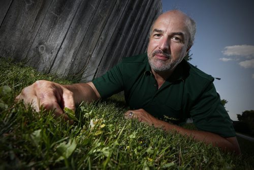 JOHN WOODS / WINNIPEG FREE PRESS David Hinton, co-owner Weed Man Winnipeg, inspects some weeds in a neighbour's yard Monday, July 18, 2016. The recently elected Manitoba PC government is looking into the NDP's 2 year ban on weed killers.