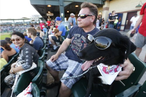 JOHN WOODS / WINNIPEG FREE PRESS Mistletoe and Tom Dueck check out the baseball action at Bark In The Park during the Winnipeg Goldeye and St Paul Saints game Tuesday, July 19, 2016.