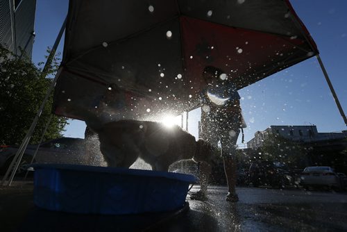 JOHN WOODS / WINNIPEG FREE PRESS Kelsey takes a bath to cool down as owner Catherine McMillan looks on at Bark In The Park during the Winnipeg Goldeye and St Paul Saints game Tuesday, July 19, 2016.