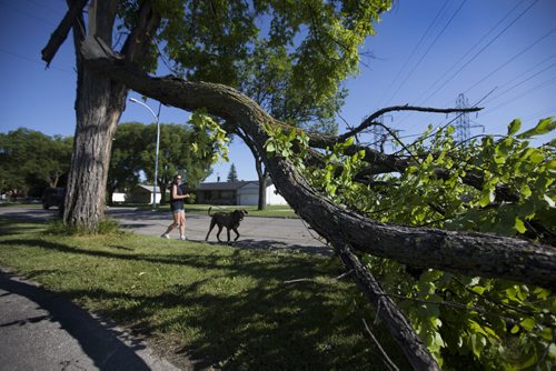 RUTH BONNEVILLE / WINNIPEG FREE PRESS  Large trees lay across roads and sidewalks from the aftermath of storm that hit city Wednesday evening.   A portion of a tree lays on the boulevard on Burrows Ave. at McNichol Street.       July 21, 2016