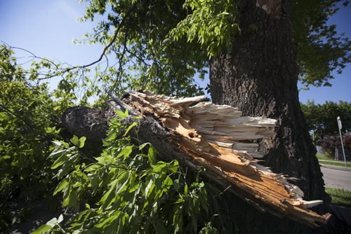 RUTH BONNEVILLE / WINNIPEG FREE PRESS  Large trees lay across roads and sidewalks from the aftermath of storm that hit city Wednesday evening.   A large portion of a tree lays on the boulevard on Salter Street near Royal Ave. Thursday morning.      July 21, 2016