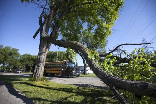 RUTH BONNEVILLE / WINNIPEG FREE PRESS  Large trees lay across roads and sidewalks from the aftermath of storm that hit city Wednesday evening.   A portion of a tree lays on the boulevard on Burrows Ave. at McNichol Street.      July 21, 2016