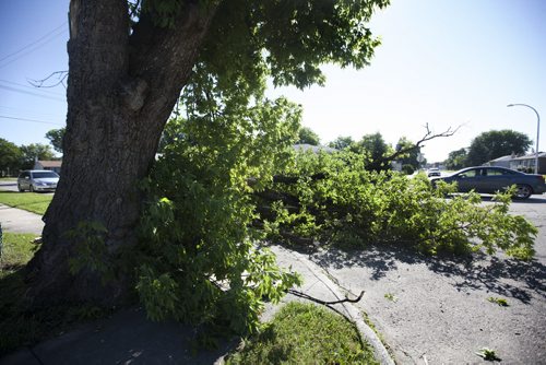 RUTH BONNEVILLE / WINNIPEG FREE PRESS  Large trees lay across roads and sidewalks from the aftermath of storm that hit city Wednesday evening.   A large portion of a tree lays on the boulevard on Salter Street near Royal Ave. Thursday morning.      July 21, 2016