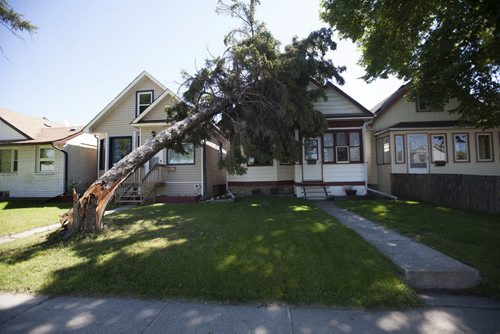 RUTH BONNEVILLE / WINNIPEG FREE PRESS  A large trees lays on top of a home at 385 Arlington St.  Thursday after a storm hit the city Wednesday evening.      July 21, 2016