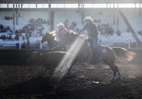 ZACHARY PRONG / WINNIPEG FREE PRESS  Cowboys try rope a buckaroo at the Morris Stampede on July 21, 2016.