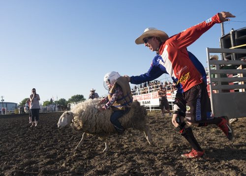 ZACHARY PRONG / WINNIPEG FREE PRESS  Levi Hale, a bullfighter from Edmonton, Alberta, helps out with the "mutton bustin" in which children as young as three try to ride sheep. July 21, 2016.
