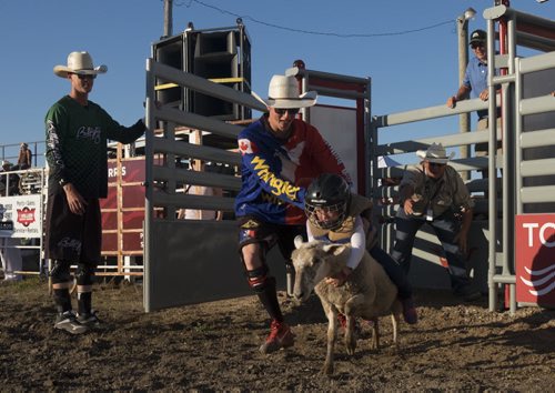 ZACHARY PRONG / WINNIPEG FREE PRESS  The "mutton bustin", in which children as young as three ride sheep, gets under way at the Morris Stampede. The stampede, which takes place every year in Morris, will run from July 21 to July 24 2016.