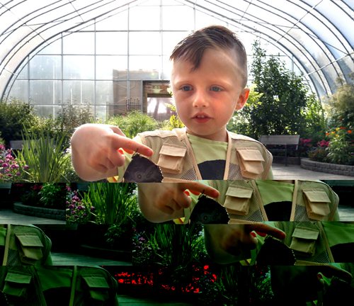 WAYNE GLOWACKI / WINNIPEG FREE PRESS    Emerson Pentecost,5, one of the five winners of the Zookeeper for a Day Contest was assigned by the zoo keeper to release a  blue morpho butterfly in the Shirley Richardson Butterfly Garden at the Assiniboine Zoo.     Ashley Prest story  July 22 2016
