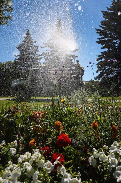 MIKE DEAL / WINNIPEG FREE PRESS  Ryan Bork with the City of Winnipeg waters the flowers at St. Vital Park Monday afternoon.   160725 Monday, July 25, 2016