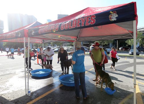 JASON HALSTEAD / WINNIPEG FREE PRESS  Dogs and their owners show up and the water tent at the Bark at the Park event at the Winnipeg Goldeyes baseball game at Shaw Park on July 19, 2016. (See Social Page)