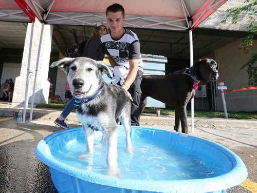 JASON HALSTEAD / WINNIPEG FREE PRESS  Herman Binkevich cools down his six-month-old husky mix Titus at the Bark at the Park event at the Winnipeg Goldeyes baseball game at Shaw Park on July 19, 2016. (See Social Page)