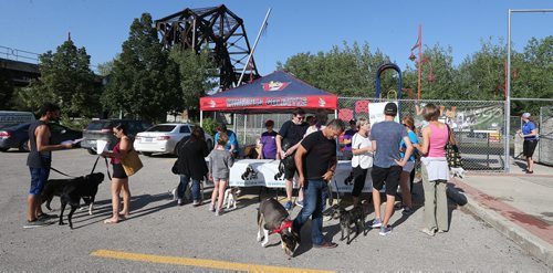 JASON HALSTEAD / WINNIPEG FREE PRESS  Dogs and their owners show up to register at the Bark at the Park event at the Winnipeg Goldeyes baseball game at Shaw Park on July 19, 2016. (See Social Page)