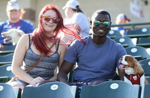 JASON HALSTEAD / WINNIPEG FREE PRESS  Meagan Ehoussou and her husband Wilfried Ehoussou sit with their five-year-old cavalier-King Charles spaniel Chrissy at the Bark at the Park event at the Winnipeg Goldeyes baseball game at Shaw Park on July 19, 2016. (See Social Page)
