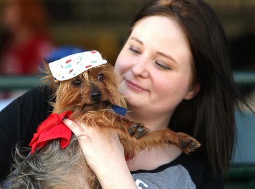 JASON HALSTEAD / WINNIPEG FREE PRESS  Kristy Selley had her three-year-old yorkie Phoenix decked out in a cap at the Bark at the Park event at the Winnipeg Goldeyes baseball game at Shaw Park on July 19, 2016. (See Social Page)
