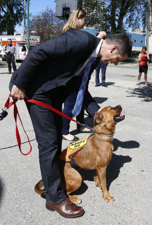 WAYNE GLOWACKI / WINNIPEG FREE PRESS  Mayor Brian Bowman visits with Molly prior to the announcement Friday that a portion of Bonnycastle Park on Assiniboine Avenue has been selected site for Winnipeg's downtown off-leash dog park.  Molly is up for adoption at Animal Services Agency.  Aidan Geary story 29 2016