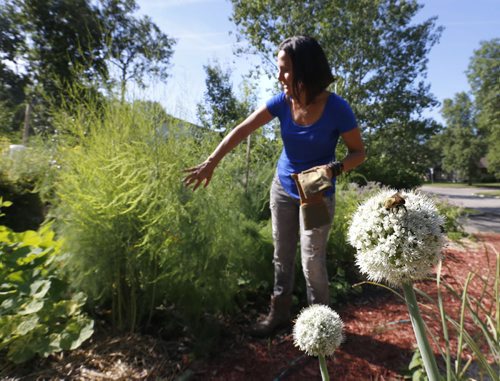 WAYNE GLOWACKI / WINNIPEG FREE PRESS  Jill Kantor grows an extensive vegetable garden in the front yard of her Tuxedo home. She also teaches classes on how to grow and ferment food. She is by her asparagus bush  as a bee checks out an onion bloom.  Shamona Harnett story  July 29 2016