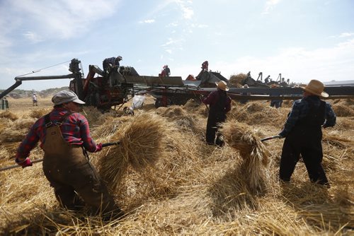 JOHN WOODS / WINNIPEG FREE PRESS About 150 antique threshing machines at the Manitoba Agricultural Museumand the Canadian Foodgrains Bank attempt to break a Guinness World Record for the most antique threshing machine to harvest a field in 16 minutes   Sunday, July 31, 2016.