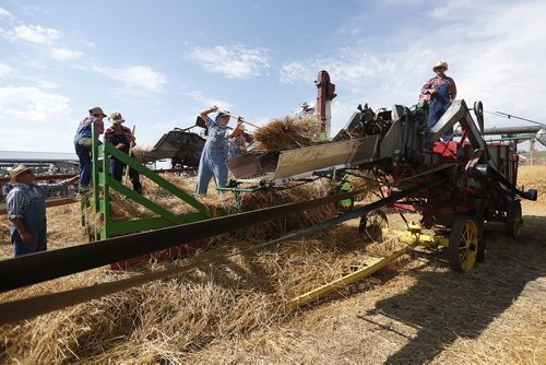 JOHN WOODS / WINNIPEG FREE PRESS About 150 antique threshing machines at the Manitoba Agricultural Museumand the Canadian Foodgrains Bank attempt to break a Guinness World Record for the most antique threshing machine to harvest a field in 16 minutes   Sunday, July 31, 2016.