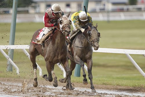 JOHN WOODS / WINNIPEG FREE PRESS Scott Stevens riding Inside Straight (3)(L) crosses the finish line ahead of  Witts Henny Penny (5)(R) in the Manitoba Derby at Assiniboia Downs  Monday, August 1, 2016.