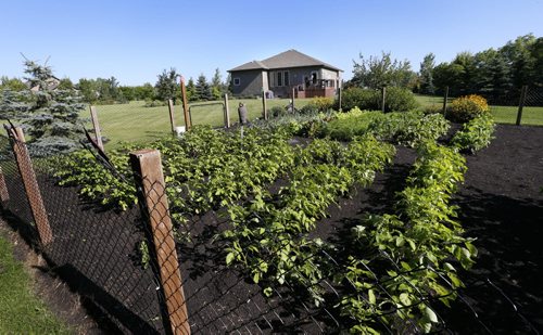 WAYNE GLOWACKI / WINNIPEG FREE PRESS    Homes.  The vegetable garden in the back yard at 108 Oak Way in Grand Pointe.  The realtor is Charlene Urbanski. Todd Lewys story  August 02 2016