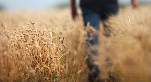 PHIL HOSSACK / WINNIPEG FREE PRESS -   Heavey headed winter wheat hangs ready to harvest in East Selkirk area farmer Doug Martin's field. See Martin Cash story. August 3, 2016