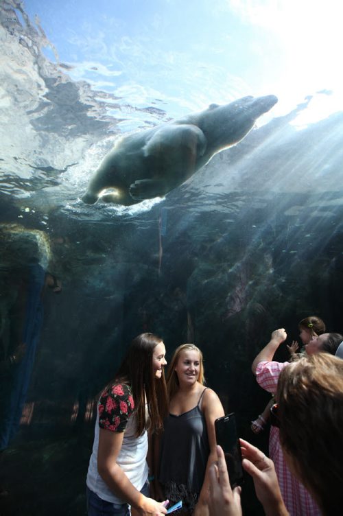 RUTH BONNEVILLE / WINNIPEG FREE PRESS  Visitors to the Assiniboine Park Zoo scramble to get photos of the polo bears playfully swimming around them during a busy day at the Zoo Saturday.  (standup pix)    Aug 06, 2016