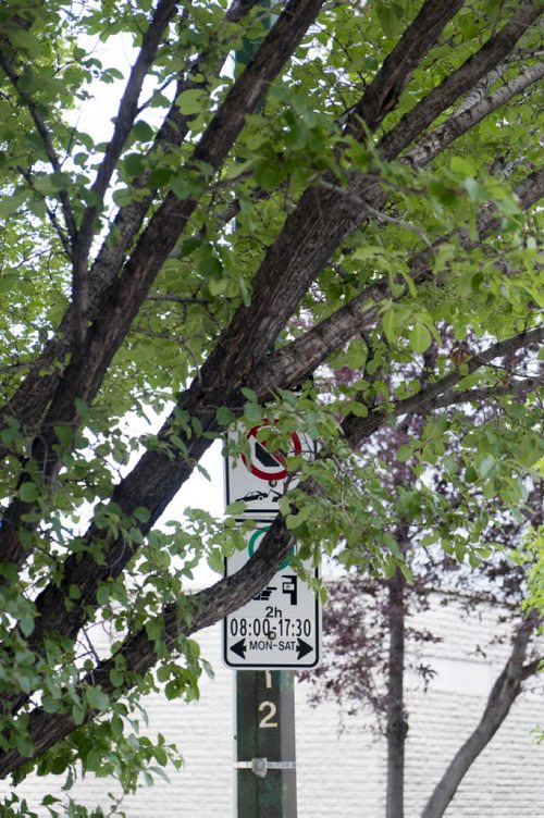 ZACHARY PRONG / WINNIPEG FREE PRESS  Parking signs long obscured by trees on Kennedy. August 6, 2016.