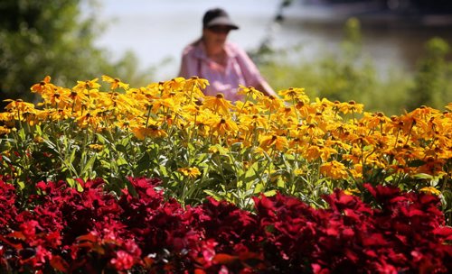 TREVOR HAGAN / WINNIPEG FREE PRESS A woman cycles past flowers along the path next to Waterfront Drive, Tuesday, August 16, 2016.