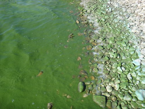 LAURIE BAILEY / WINNIPEG FREE PRESS Algae is evident on a hot summer day on Lake Winnipeg at Hecla Island, 175 kilometres north of Winnipeg.  160807 - Thursday, Aug. 18, 2016