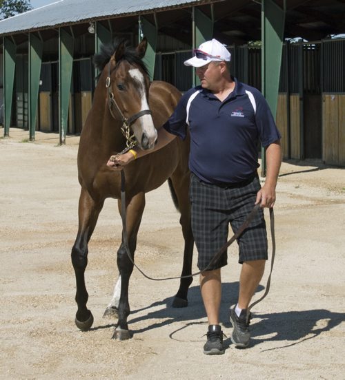 GEORGE WILLIAMS / WINNIPEG FREE PRESS Breeder Cam Ziprick takes Why So Blue, Hip #15 in Sunday's Manitoba Yearling Sale, for a light stroll  Thursday afternoon at Assiniboia Downs race track. August 18, 2016