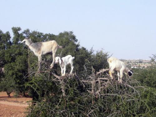 CASABLANCA -- The bad news? I'm a 40-year-old woman from Winnipeg who has just landed in a Muslim country only to learn the airline has lost my luggage. All of my luggage. Goats in an argan tree on the side of the highway between Essaouira and Marrakesh. Karen Wiecek/Winnipeg Free Press