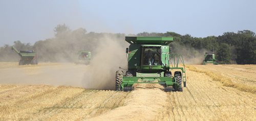 PHIL HOSSACK / WINNIPEG FREE PRESS -   A team of combines work a field near Aubigney, South of Winnipeg in the Red River Valley Monday afternoon. See story. August 22, 2016