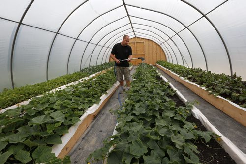 WAYNE GLOWACKI / WINNIPEG FREE PRESS   Saturday Special. Ray Nedohin waters cucumbers in the greenhouse behind his new Nedohin Gardens Inc. stand in East St. Paul.   Bill Redekop story  August 23 2016