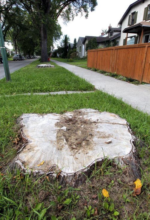 BORIS MINKEVICH / WINNIPEG FREE PRESS General photos of tree stumps on Ingersoll Street near Ellice Avenue. Sinclair story. August 24, 2016