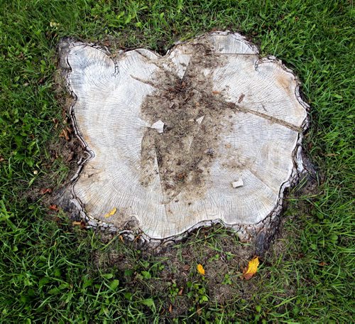 BORIS MINKEVICH / WINNIPEG FREE PRESS General photos of tree stumps on Ingersoll Street near Ellice Avenue. Sinclair story. August 24, 2016