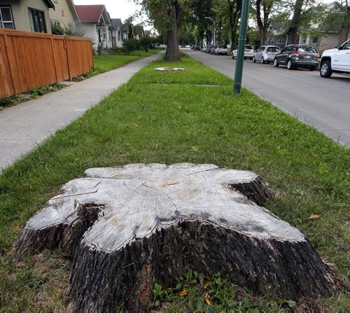 BORIS MINKEVICH / WINNIPEG FREE PRESS General photos of tree stumps on Ingersoll Street near Ellice Avenue. Sinclair story. August 24, 2016