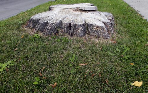 BORIS MINKEVICH / WINNIPEG FREE PRESS General photos of tree stumps on Ingersoll Street near Ellice Avenue. Sinclair story. August 24, 2016