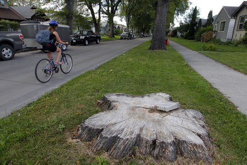 BORIS MINKEVICH / WINNIPEG FREE PRESS General photos of tree stumps on Ingersoll Street near Ellice Avenue. Sinclair story. August 24, 2016