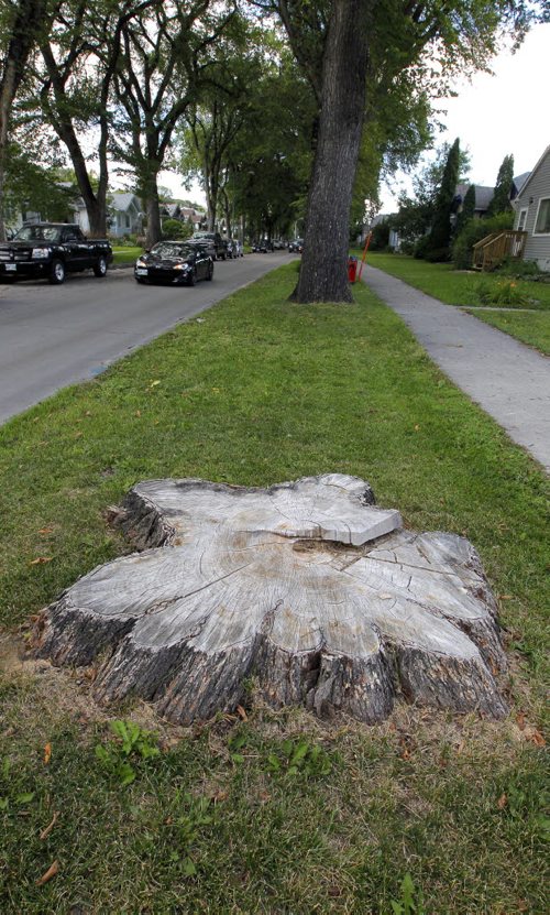 BORIS MINKEVICH / WINNIPEG FREE PRESS General photos of tree stumps on Ingersoll Street near Ellice Avenue. Sinclair story. August 24, 2016